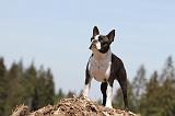 BOSTON TERRIER 264
